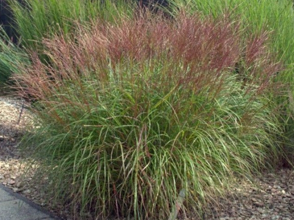 Miskantas kininis ,Kleine Silberspinne' (lot. Miscanthus sinensis) Miskantas kininis ,Kleine Silberspinne' (lot. Miscanthus sinensis)